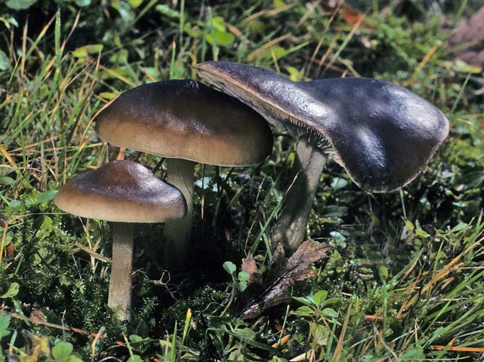 Melanoleuca melaleuca